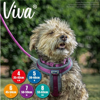 Ancol - Viva Padded Buckle Dog Collar - Black - 55-65cm (Size 7 - 24")