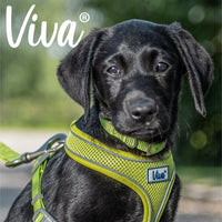 Ancol - Viva Collar - Raspberry Pink - Size 6 (22")