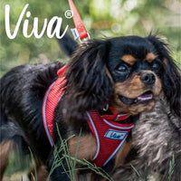 Ancol - Viva Collar - Raspberry Pink - Size 6 (22")