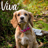 Ancol - Viva Collar - Raspberry Pink - Size 6 (22")