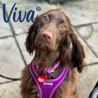 Ancol - Viva Collar - Raspberry Pink - Size 6 (22")