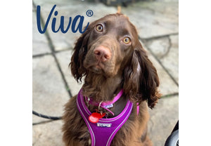 Ancol - Viva Collar - Raspberry Pink - Size 6 (22")