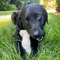 NYLABONE - GALILEO - MEDIUM
