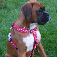 Red Dingo - Red Stars Harness - Medium