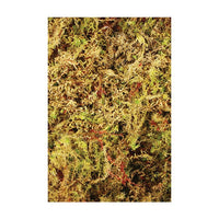 Komodo - Habitat Moss - 1.5ltr