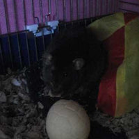 Hatchwells - Easter Egg For Small Animals - 40g