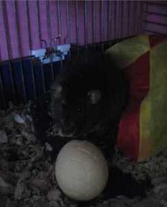 Hatchwells - Easter Egg For Small Animals - 40g