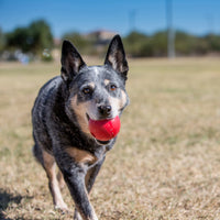 Kong - Ball - Large