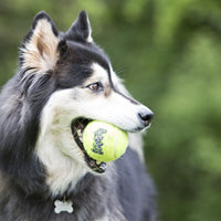 KONG - Tennis Ball Squeaker - Large - Single Ball