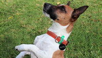 Custom Engraved Pet Tag - Large Disc
