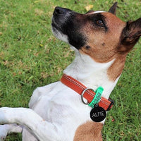 Custom Engraved Pet Tag - Large Disc