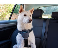 Company of Animals - Clix Car Safe Harness - Medium