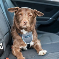 Company of Animals - Clix Car Safe Harness - Large