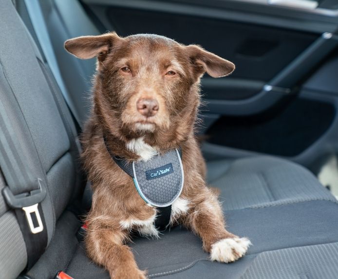 Company of Animals - Clix Car Safe Harness - Large