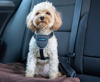 Company of Animals - Clix Car Safe Harness - Medium