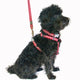 Red Dingo - Turquoise Stars Harness - Medium
