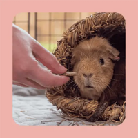 Burgess - Excel - Forage & Feast Hay Bar - Rose - 60g
