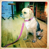 Oscar & Hooch - Dog Collar - Hot Pink - X Large