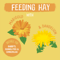 Burgess - Excel - Herbage Feeding Hay - Dandelion & Marigold - 1kg