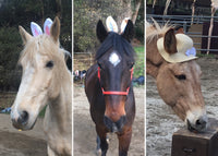 Hatchwell - Easter Egg For Horses & Ponies