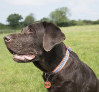 Red Dingo - Orange DogTooth (Fang-It) Dog Collar - X Small
