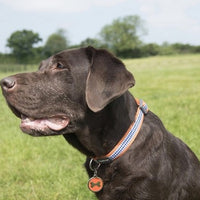 Red Dingo - Orange DogTooth (Fang-It) Dog Collar - X Small