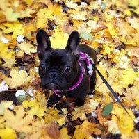 Red Dingo - Camouflage Hot Pink Harness - Large