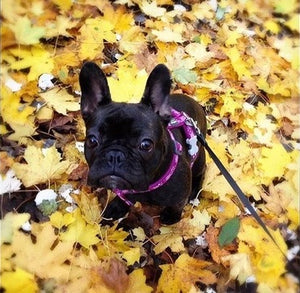 Red Dingo - Camouflage Hot Pink Harness - Large
