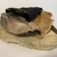 Goat Ear (with Fur)