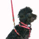 Red Dingo - Navy/White Spot Dog Lead - Medium