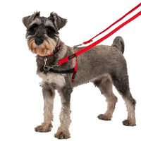 Halit - Double Ended Training Lead - Red - Small (2 Metre)