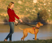 Company of Animals - Halti Front Control Harness - Black - Large