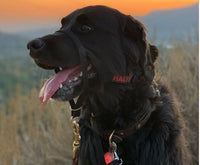 Halti - Head Collar - Black - Size 1