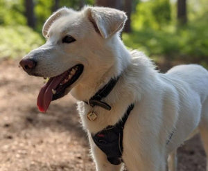 Halti - No Pull Harness - Medium