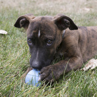 Kong - Puppy Ball With Hole - Medium/Large
