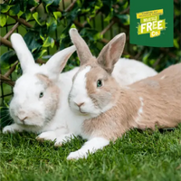 Burgess - Excel - Adult Rabbit With Mint - 1.5kg