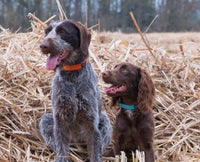 Oscar & Hooch - Dog Collar - Sky Blue - Medium