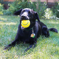 KONG - Squeezz Tennis Ball - Assorted colours - Large 2pk
