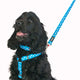 Red Dingo - Navy/White Spot Dog Lead - Medium