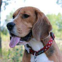 Red Dingo - Purple Bones Dog Collar - Large
