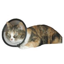 MDC Exports - Smart Collar for cats