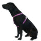 Red Dingo - Breezy Love Purple Harness - Large