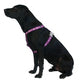 Red Dingo - Red Stars Harness - Medium