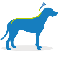 Frontline - Spot On Large Dog - 20 to 40kg - 1 Pipette