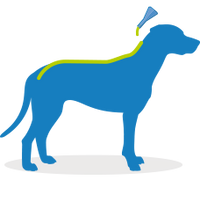 Frontline - Spot On Large Dog - 20 to 40kg - 1 Pipette