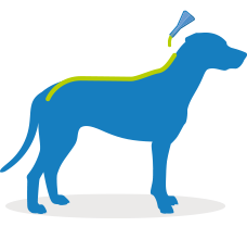 Frontline - Spot On Large Dog - 20 to 40kg - 1 Pipette