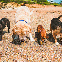 Doggy Doggy Yum Yum - Organic, Vegan Iced Treat for Dogs - Peanut Butter & Banana - 120ml -