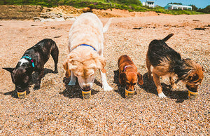 Doggy Doggy Yum Yum - Organic, Vegan Iced Treat for Dogs - Peanut Butter & Banana - 120ml -