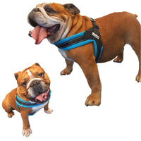 Doodlebone - Boomerang Originals Harness - Violet - Size 6-7