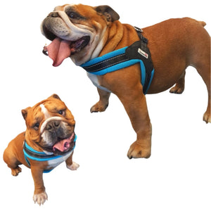 Doodlebone - Boomerang Originals Harness - Violet - Size 6-7